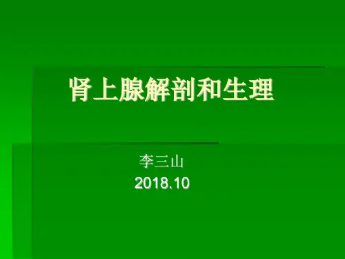 肾上腺解剖和生理