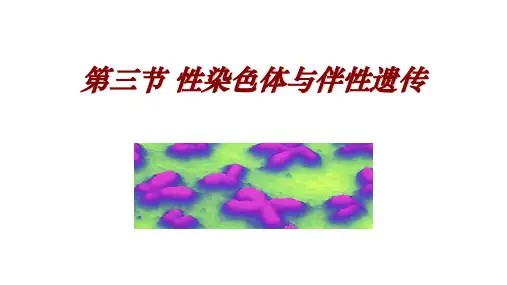 性染色体与伴性遗传