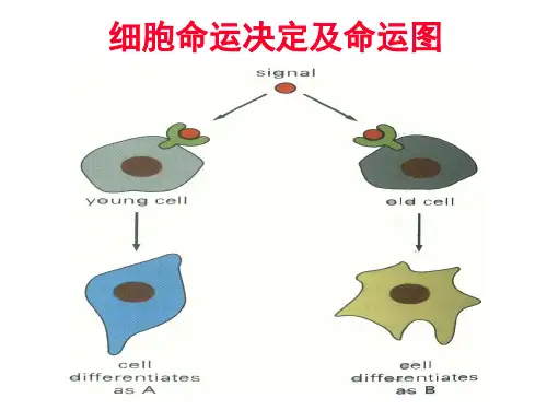 发育生物学——细胞命运决定 (3)