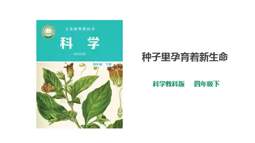 教科版科学四年级下册 第一单元《植物的生长变化》教学课件(239页)