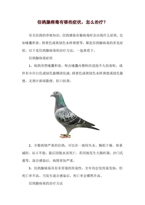 信鸽腺病毒有哪些症状,怎么治疗？