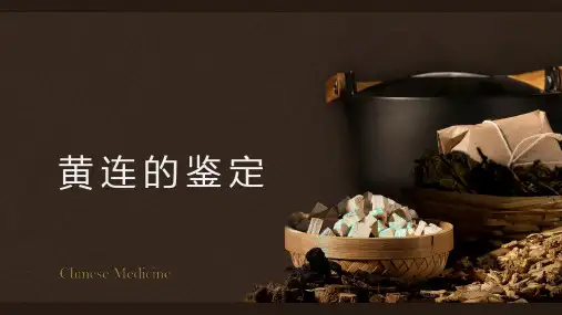根及根茎类中药鉴定—黄连的鉴定