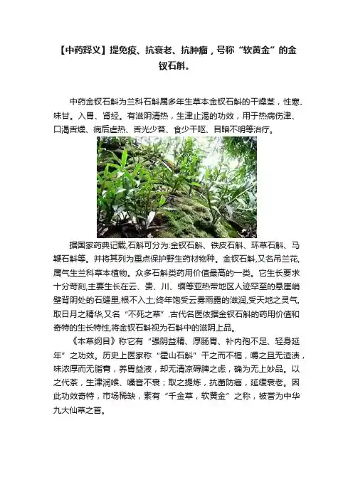【中药释义】提免疫、抗衰老、抗肿瘤，号称“软黄金”的金钗石斛。