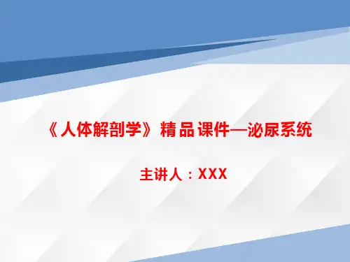 《人体解剖学》精品课件—泌尿系统