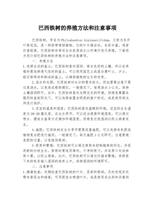巴西铁树的养殖方法和注意事项