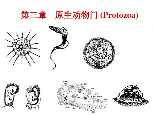 原生动物PPT课件