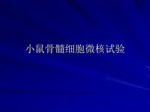 小鼠骨髓细胞微核试验