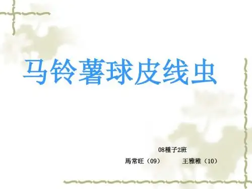 马铃薯