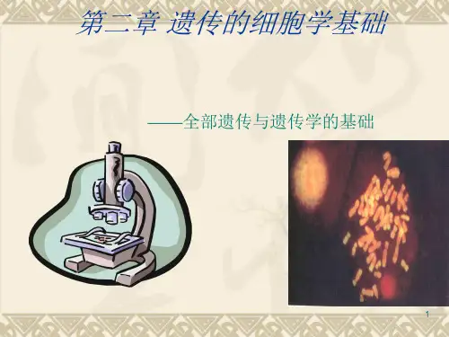 遗传学第二章遗传的细胞学基础ppt课件