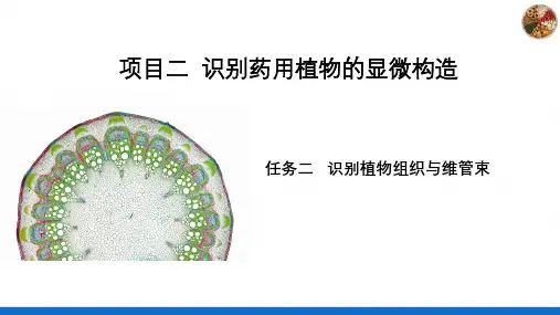识别药用植物的显微构造—识别植物组织与维管束