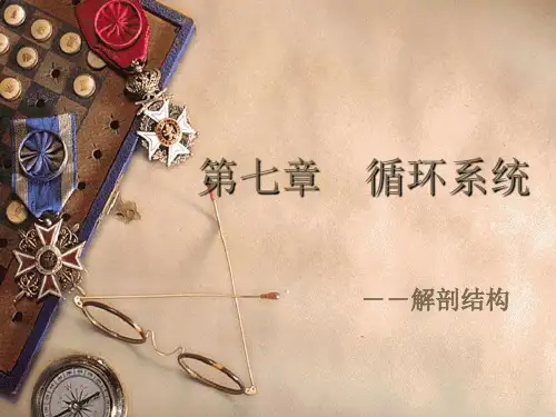 70第七章循环系统解剖精品PPT课件