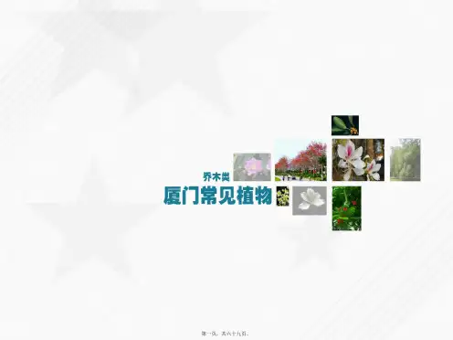 厦门常见植物乔木类
