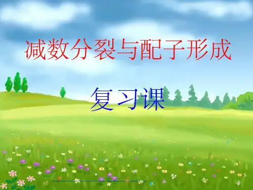 减数分裂与配子形成完整PPT课件