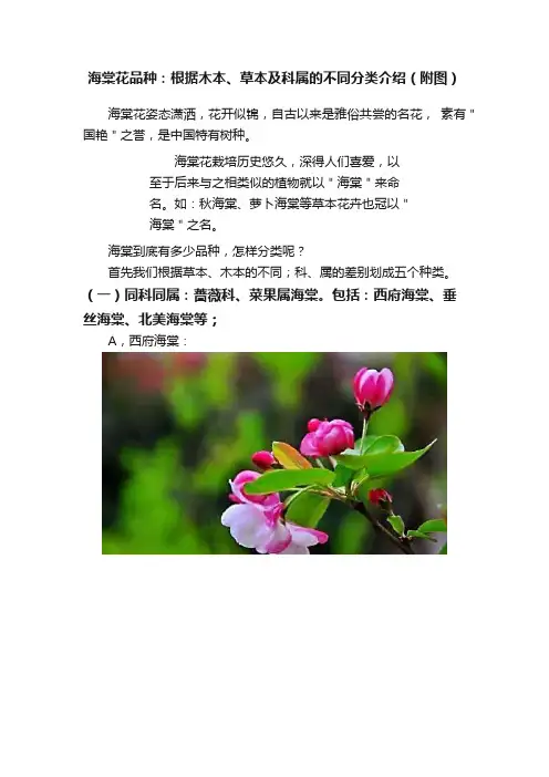 海棠花品种：根据木本、草本及科属的不同分类介绍（附图）