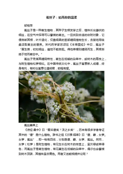 菟丝子：掐死你的温柔