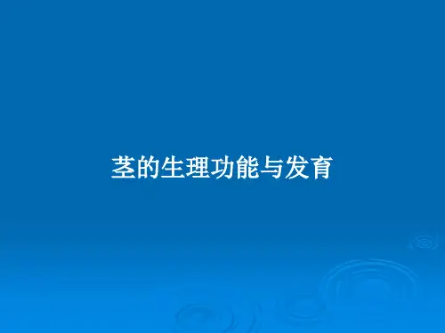 茎的生理功能与发育PPT教案