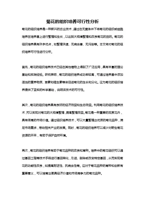 菊花的组织培养可行性分析