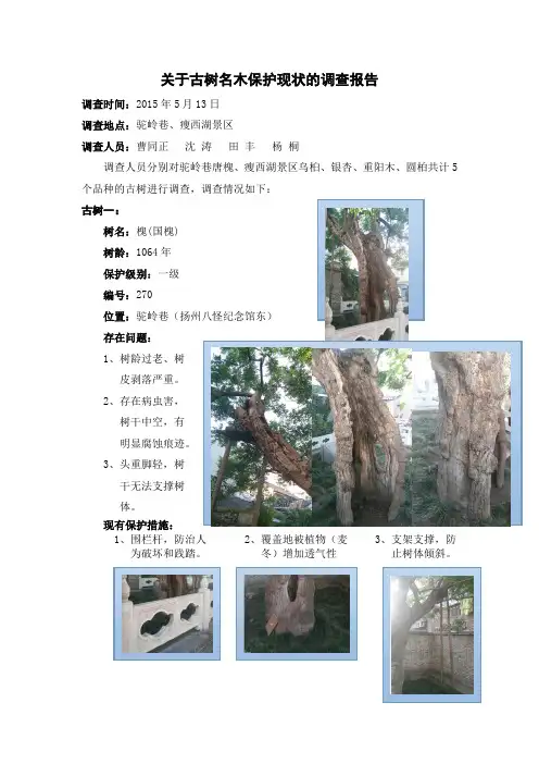 扬州古树名木考察报告