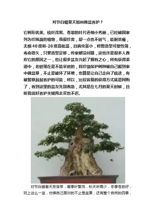 对节白蜡夏天如何换盆养护？
