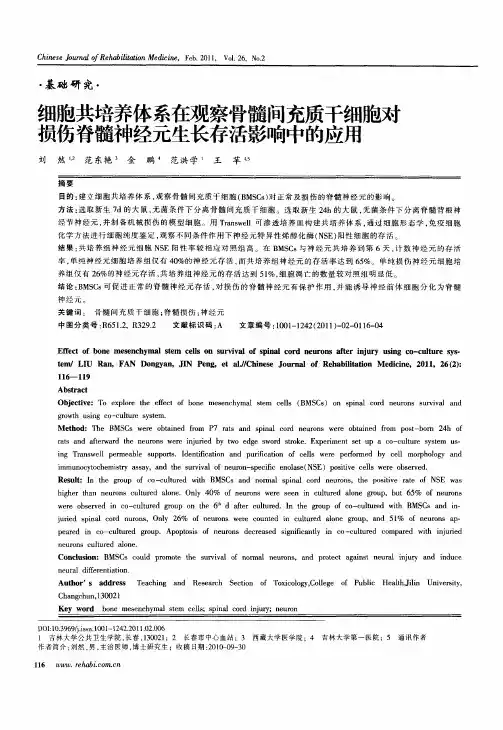 细胞共培养体系在观察骨髓间充质干细胞对损伤脊髓神经元生长存活影响中的应用