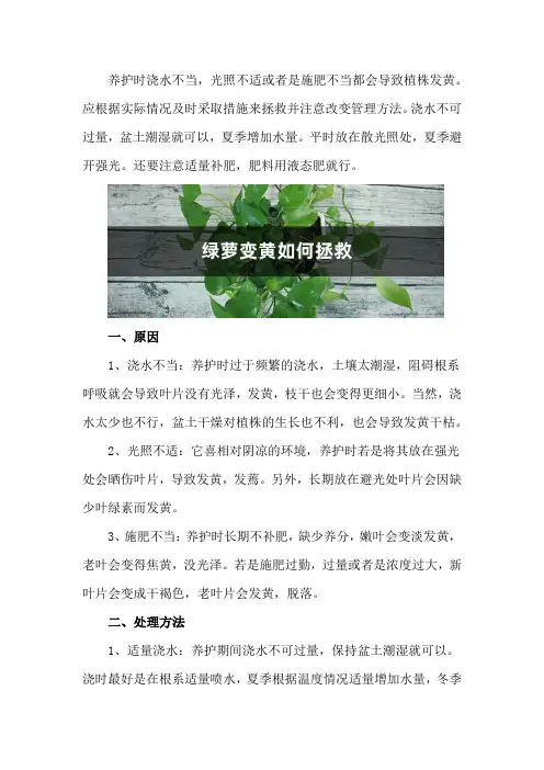 绿萝变黄如何拯救,原因和处理方法大全