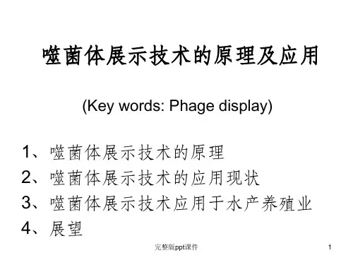 噬菌体展示技术的原理及应用ppt课件