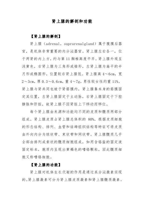 肾上腺的解剖和功能