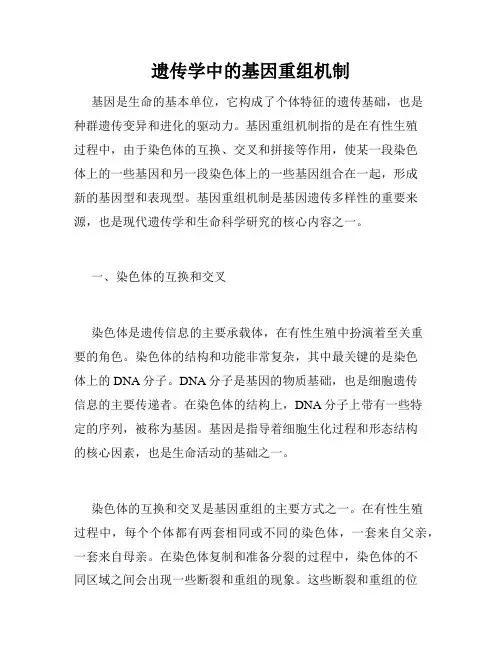 遗传学中的基因重组机制