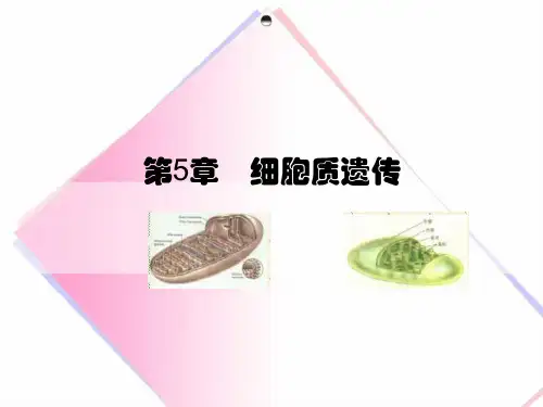 第5章 细胞质遗传
