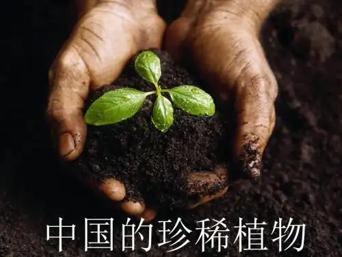 《中国的珍稀植物》PPT课件