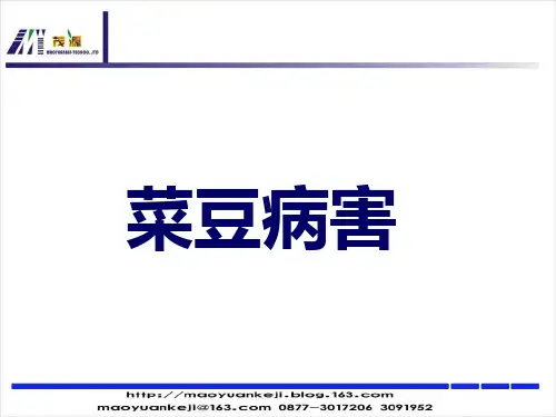 菜豆病害