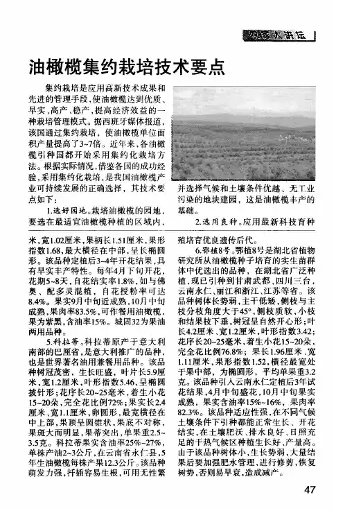 油橄榄集约栽培技术要点