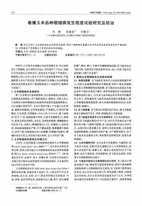 春播玉米品种粗缩病发生程度试验研究及防治