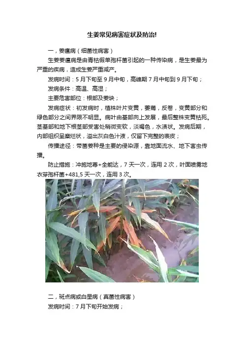 生姜常见病害症状及防治!