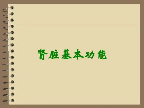 肾脏基本功能
