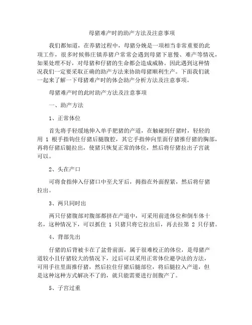 母猪难产时的助产方法及注意事项