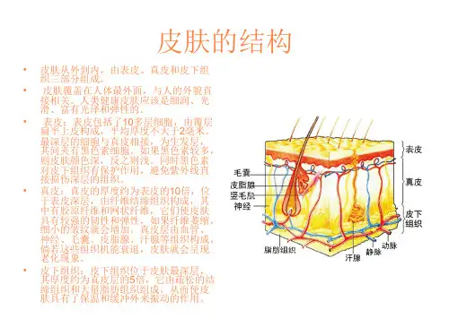 皮肤的结构ppt课件