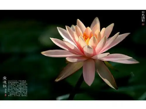 苏教版(2016)语文七下第五单元专题《爱莲说》教学课件(共39张PPT)