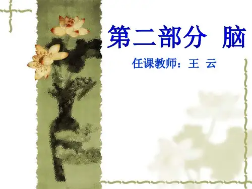 系统解剖学 第二部分  脑 公开课课件