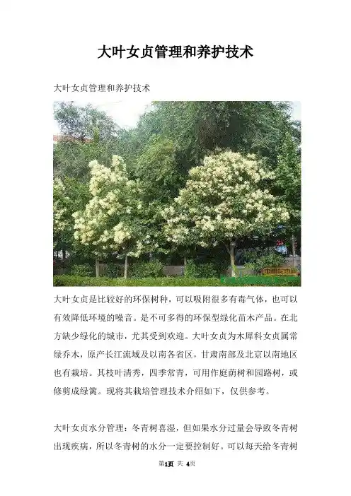 大叶女贞管理和养护技术