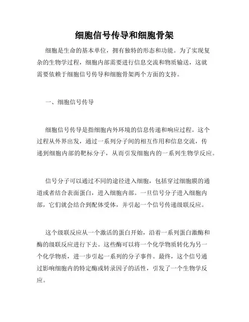 细胞信号传导和细胞骨架