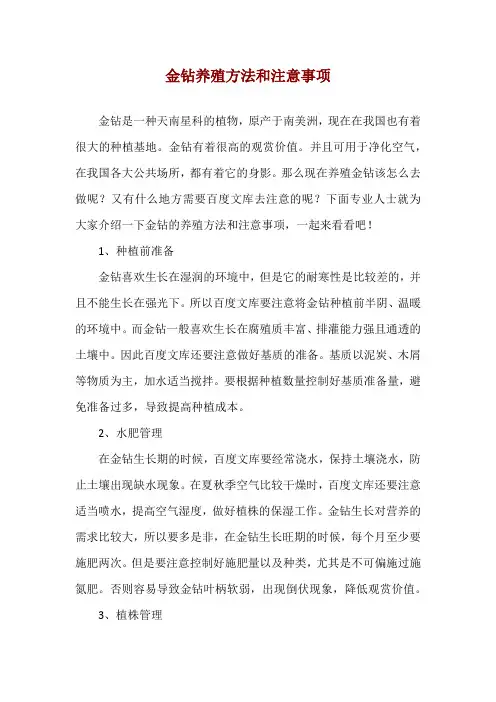 金钻养殖方法和注意事项