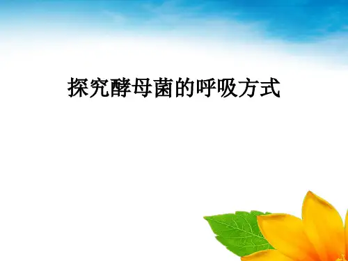 探究酵母菌的呼吸方式+课件++2024—2025学年高一上学期生物人教版必修1