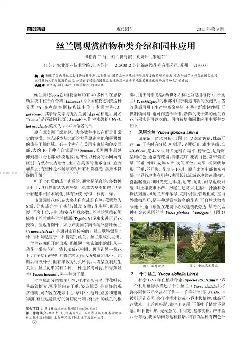 丝兰属观赏植物种类介绍和园林应用