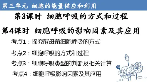 2024届高三一轮复习课件细胞呼吸的方式和过程
