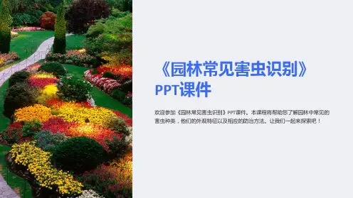 《园林常见害虫识别》课件