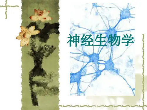 神经元及神经胶质细胞