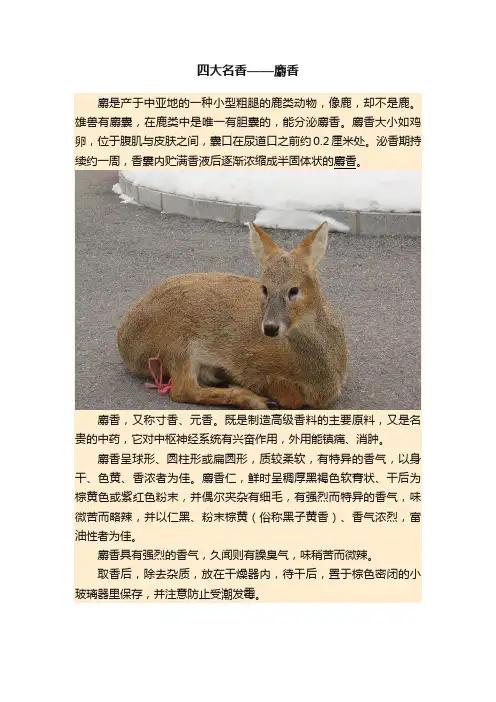 四大名香——麝香