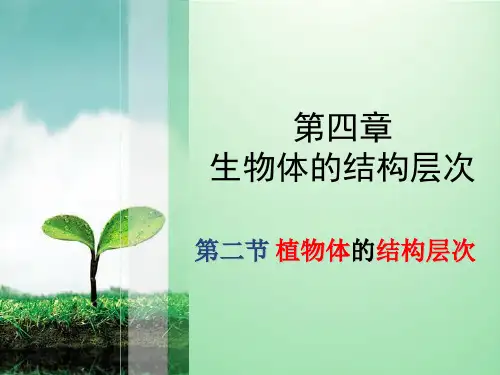 北师大版七上第二单元生物体的结构第四章生物体的结构层次《植物体结构层次》课件1