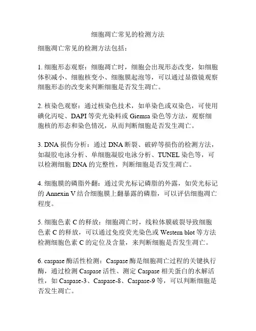 细胞凋亡常见的检测方法